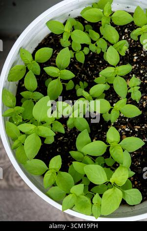 Gros plan d'une plante de basilic dans un pot Banque D'Images