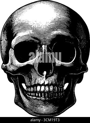 Gravure détaillée de la vue de face du crâne humain pour des conceptions rétro. Illustration de Vecteur