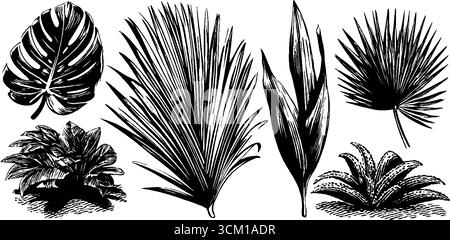 Feuilles de palmier vintage et tapis séchés au soleil dessinent pour un design décoratif. Illustration de Vecteur