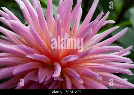 Fleurs roses. Dahlia pinnata, communément appelé dahlia de jardin. Grandes belles boules de fleurs avec beaucoup de pétales pour le fond, post, screensaver, Wal Banque D'Images