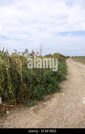 Sentier rural de terre entouré d'herbes hautes et de plantes sous un ciel nuageux Banque D'Images