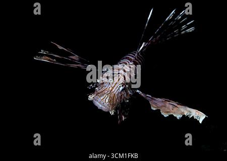 Pterois volitans - poisson-lion rouge Banque D'Images