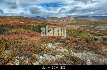 Buissons rouges et lichen blanc poussant dans la toundra dans le parc national Dovrefjell Sunndalsfjella en Norvège Banque D'Images
