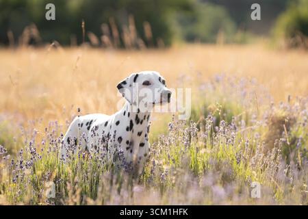 Belle dalmate noir et blanc jouant dans la lavande fleurie à l'aube Banque D'Images