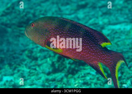 Couronnement Grouper, Variola louti, site de plongée de Staghorn Cress, île de Sipadan, Sabah, Malaisie Banque D'Images
