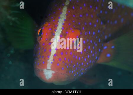 Juvénile Coronation Grouper, Variola louti, plongée de nuit, Seraya, Bali, Karangasem, Indonésie Banque D'Images