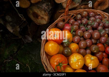 Tomates multicolores dans un panier.légumes biologiques fraîchement cueillis - tomates mûres dans un panier. Banque D'Images
