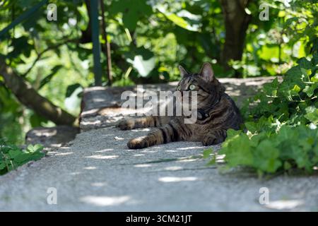 Un chat rayé aux yeux verts repose sur une dalle de béton au soleil, entouré d'un feuillage vert luxuriant. Banque D'Images