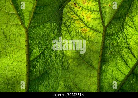 Gunnera manicata, connue sous le nom de rhubarbe géante brésilienne, famille des Gunneraceae Banque D'Images