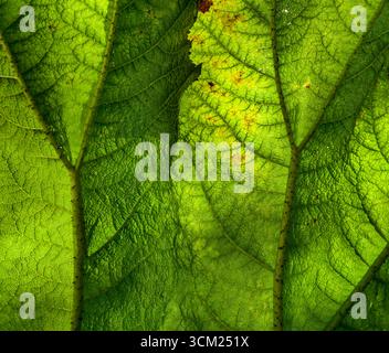 Gunnera manicata, connue sous le nom de rhubarbe géante brésilienne, famille des Gunneraceae Banque D'Images