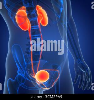 Les droits de l'appareil urinaire les reins avec l'anatomie de la vessie Banque D'Images