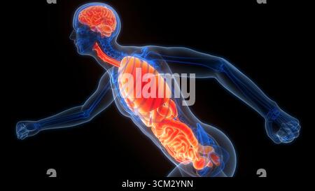 Les droits de l'anatomie des organes internes Banque D'Images