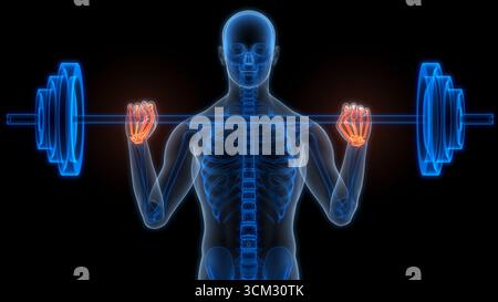 Concept d'illustration 3D du système de squelette humain Palm main OS articulations anatomie Banque D'Images