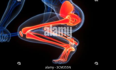 Système de squelette humain Anatomie des articulations des os Banque D'Images