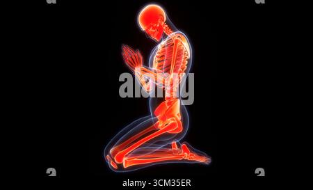 Système de squelette humain Anatomie des articulations des os Banque D'Images