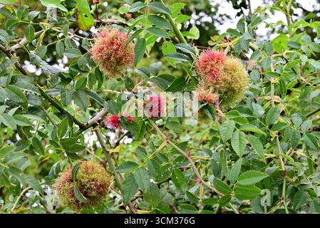 Autour du Royaume-Uni - Robin's pin Bread ou Rose bedeguar Gall (Diplolepis rosae) Banque D'Images
