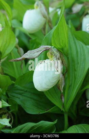 Cypripedium. Grandes poches de fleurs d'orchidée de pantoufle de Lady poussant à l'extérieur dans une bordure de jardin humide et ombragée. ROYAUME-UNI Banque D'Images