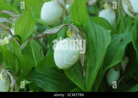 Cypripedium. Grandes poches de fleurs d'orchidée de pantoufle de Lady poussant à l'extérieur dans une bordure de jardin humide et ombragée. ROYAUME-UNI Banque D'Images
