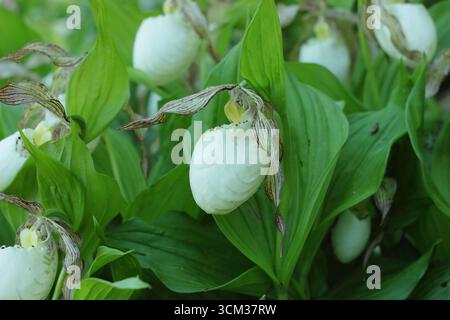 Cypripedium. Grandes poches de fleurs d'orchidée de pantoufle de Lady poussant à l'extérieur dans une bordure de jardin humide et ombragée. ROYAUME-UNI Banque D'Images
