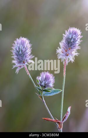 Floraison du trèfle pied de lapin Banque D'Images