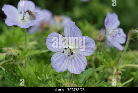 Géranium pratense 'Mrs Kendall Clark' affichant des fleurs bleu pâle caractéristiques au début de l'été. ROYAUME-UNI Banque D'Images