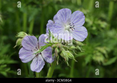 Géranium pratense 'Mrs Kendall Clark' affichant des fleurs bleu pâle caractéristiques au début de l'été. ROYAUME-UNI Banque D'Images