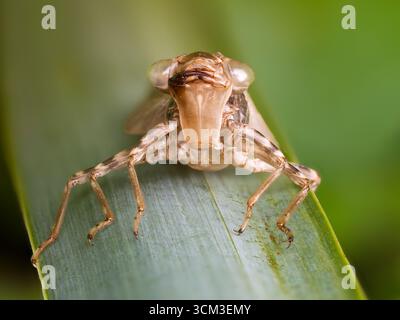 Peau larvaire vide (exuviae) d'une libellule Hawker du Sud (Aeshna cyanea), Cambridgeshire, Angleterre Banque D'Images