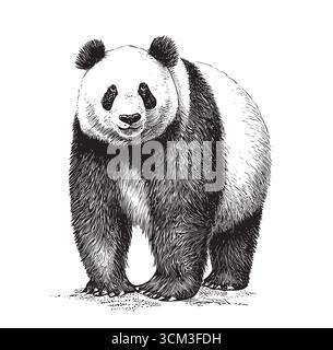 illustration vectorielle isolée de panda gravée en noir et blanc Illustration de Vecteur