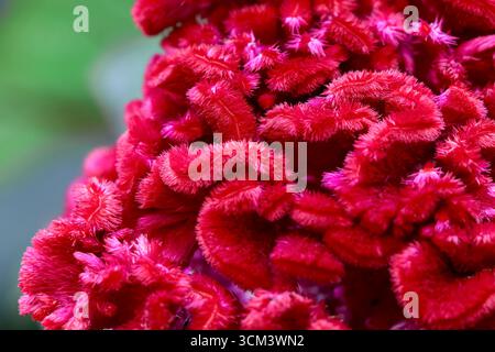 Fleurs rouges éclatantes Cockscomb en pleine floraison. Un gros plan saisissant de fleurs rouge vif en nid de coq (Celosia cristata) mettant en valeur leur unique, veloutée, b Banque D'Images