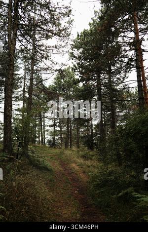 Sentier forestier entouré de grands pins à Divcibare, Serbie. Paisible chemin de randonnée à travers une végétation dense. Banque D'Images