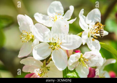Abeille approchant des fleurs de pommier, Bavière, Allemagne Banque D'Images