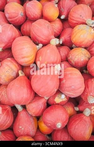 Photo de courge kuri rouge biologique (citrouille Hokkaido), mise au point sélective. Banque D'Images