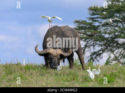 Pâturage de taureaux africains, ou buffles du Cap (Syncerus caffer) accompagnés d'aigrettes de bétail, Parc national du lac Nakuru, Kenya. Banque D'Images