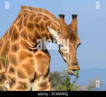 Girafe de Rothschild (Giraffa camelopardalis rothschildi) se nourrissant de feuilles vertes, parc national du lac Nakuru, Kenya. Banque D'Images