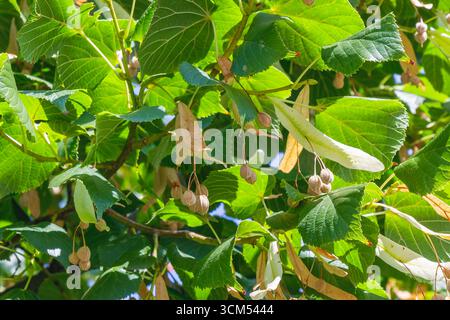 Gros plan d'une branche de tilleul (Tilia) avec des feuilles vertes luxuriantes et des gousses de graines matures, capturées dans la lumière naturelle de l'été, mettant en évidence les détails botaniques Banque D'Images