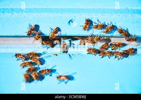 Groupe d'abeilles mellifères se rassemblant autour de l'entrée de la ruche bleue, insectes se regroupant et se déplaçant près de l'ouverture étroite, gros plan montrant des ailes détaillées et des corps rayés, scène de rucher en plein air Banque D'Images