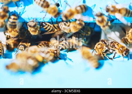 Groupe d'abeilles mellifères se rassemblant autour de l'entrée de la ruche, essayant et interagissant étroitement sur une surface peinte en bleu, montrant des motifs détaillés sur les ailes et les corps en plein jour Banque D'Images