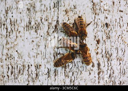 Groupe d'abeilles mellifères se rassemblant sur une surface en bois texturée, insectes se regroupant étroitement, vue détaillée montrant le comportement naturel et l'interaction entre les abeilles dans un cadre extérieur Banque D'Images