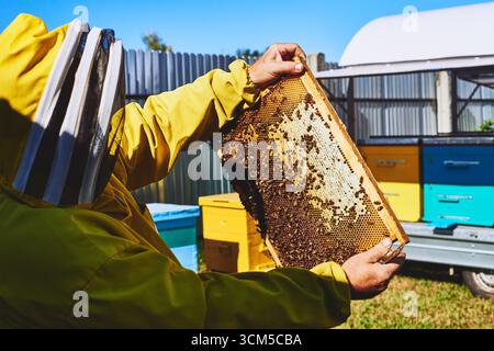 Homme d'âge moyen portant un costume de protection inspectant le cadre en nid d'abeilles à l'extérieur au rucher, tenant le cadre avec les deux mains, ruches visibles en arrière-plan Banque D'Images