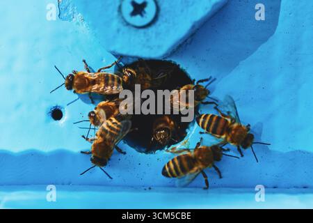 Groupe d'abeilles mellifères se rassemblant autour de l'entrée de la ruche bleue, insectes se regroupant et entrant dans l'ouverture de la ruche, gros plan montrant des ailes détaillées et des corps rayés, scène d'apiculture en plein air Banque D'Images