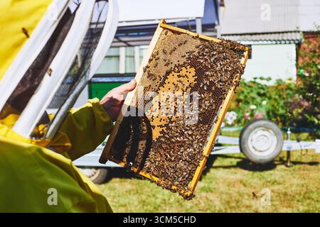 Homme d'âge moyen portant un costume d'apiculture de protection tenant un cadre en nid d'abeilles en bois recouvert d'abeilles à l'extérieur près de la remorque dans un cadre de jardin rural ensoleillé Banque D'Images