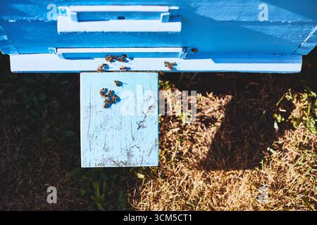 Abeilles mellifères se rassemblant autour de l'entrée de ruche en bois bleu, insectes se regroupant sur la planche d'atterrissage, ruche placée à l'extérieur sur l'herbe, lumière du soleil projetant des ombres sur le sol Banque D'Images