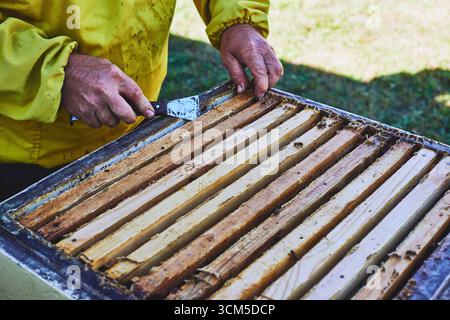 Homme d'âge moyen inspectant les cadres de ruches d'abeilles à l'extérieur, tenant l'outil de ruche et portant des vêtements de protection, se concentrant sur le processus d'apiculture et la production de miel Banque D'Images