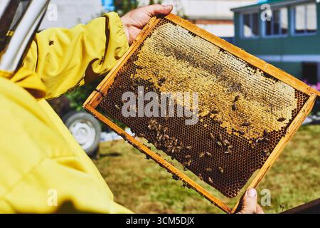 Homme d'âge moyen tenant un cadre en nid d'abeilles en bois recouvert d'abeilles à l'extérieur, inspectant la ruche pendant le processus d'apiculture, mains visibles dans un costume jaune de protection Banque D'Images