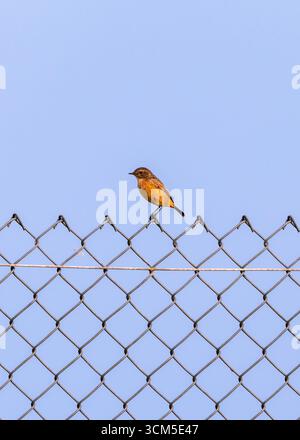 Oiseau femelle en pierre européenne 'Saxicola rubicola' perché sur fil d'acier 'clôture à maillons de chaîne ' ou 'clôture croisée'. Fond de ciel bleu. Irlande Banque D'Images