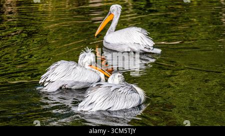 Pélican dalmatien glissant sur l'eau calme, affichant un plumage magnifique et un environnement paisible, capturant l'essence de la vie aviaire et la beauté naturelle Banque D'Images