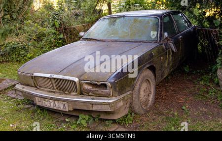 Voiture Jaguar d'époque abandonnée couverte de saleté et de mousse assis au milieu des buissons envahis dans un cadre rural en plein air Banque D'Images
