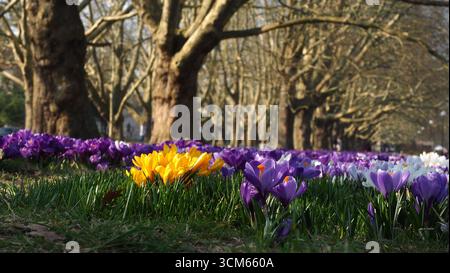 Des crocus colorés fleurissent le long de l'avenue bordée d'arbres au début du printemps Banque D'Images