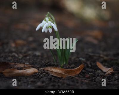 Une seule goutte de neige fleurissant parmi les feuilles tombées dans la forêt - Une seule fleur de goutte de neige fleurissant à travers les feuilles tombées sur le sol de la forêt. Banque D'Images