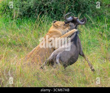 Lionne femelle lion africaine (Panthera leo) chassant et tuant un gnous bleu (Connochaetes taurinus), réserve nationale du Masai Mara, Kenya Banque D'Images